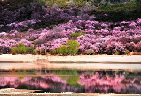 林芝桃花节就来川藏线自助旅游