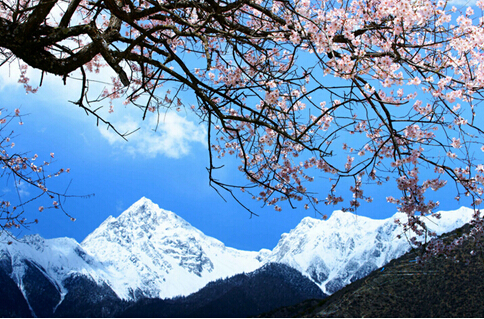 雪山下的桃花