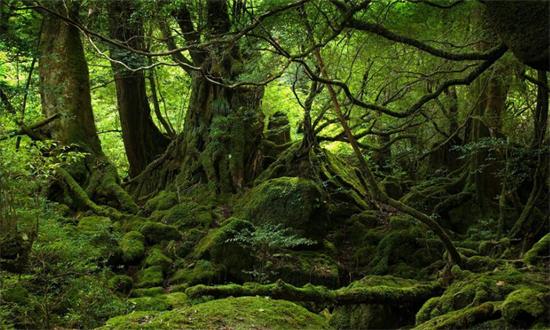 最原始的森林风景